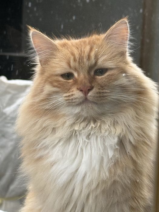 Породистая кошка. Кострированный домашний