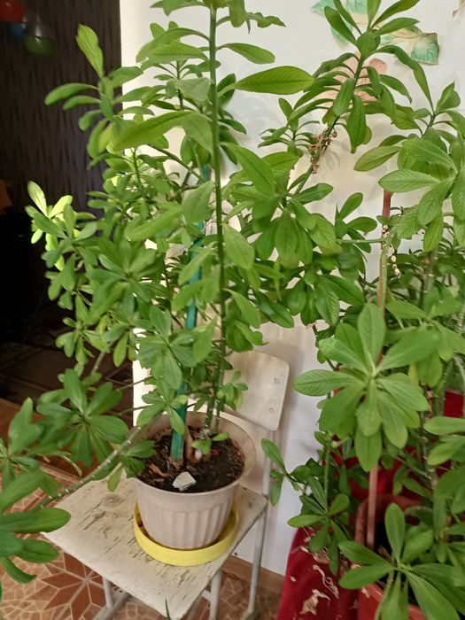 цветы комнатные и лечебные