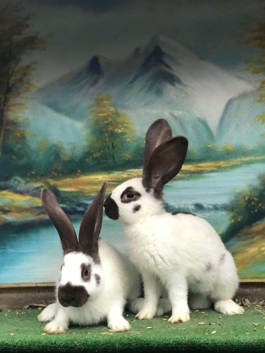 Iepurași fluture german / Havana /