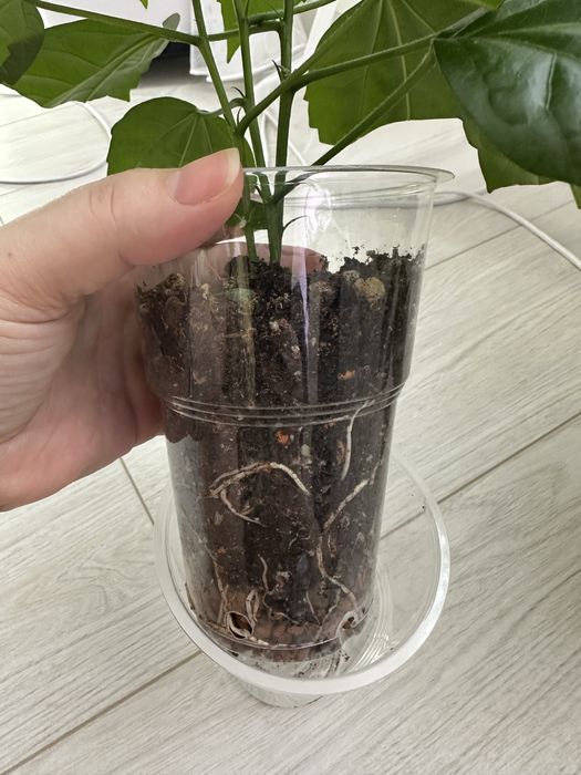 Гибискус (Китайская роза)  красная