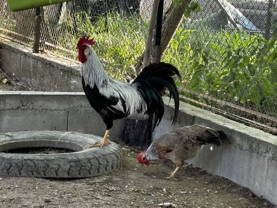 Familie gaini italiene argintii (5+1)