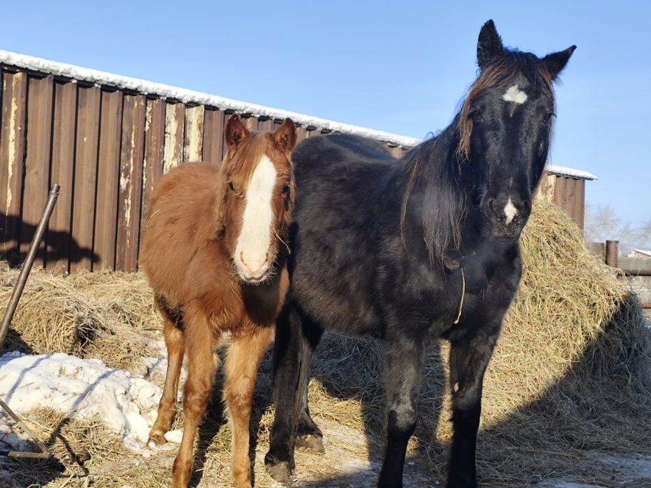 Продам кобылу жеребая