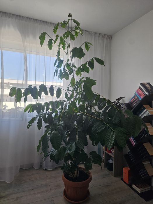De vanzare arbore de cafea