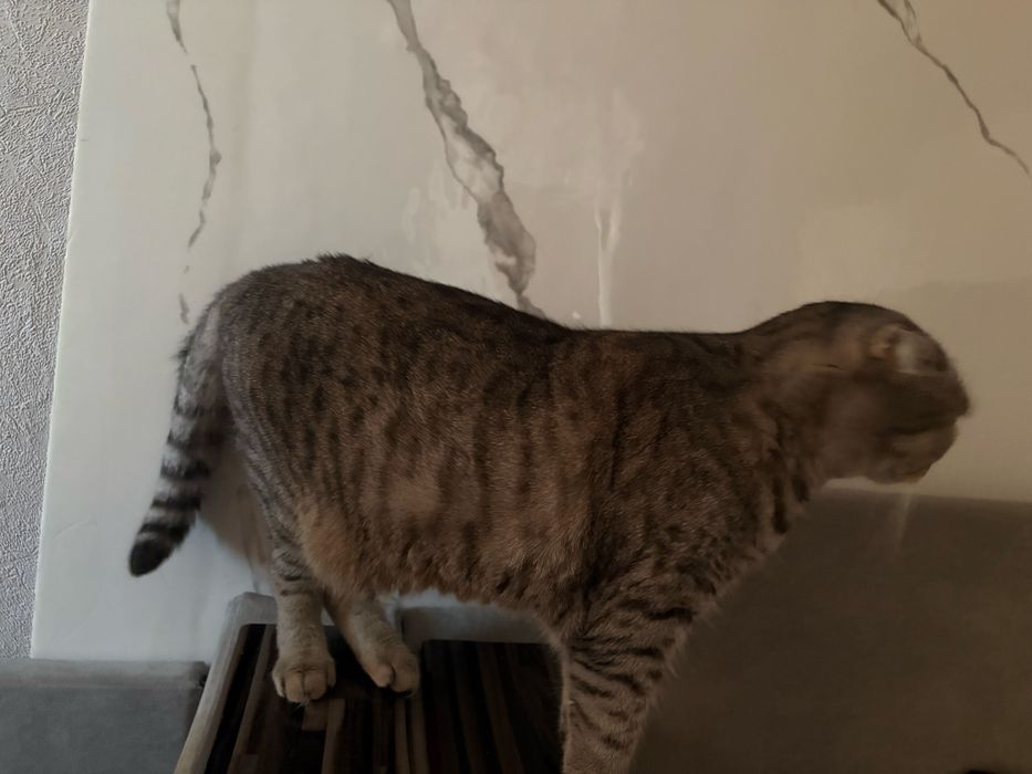 Отдам кота шотланца в добрые руки