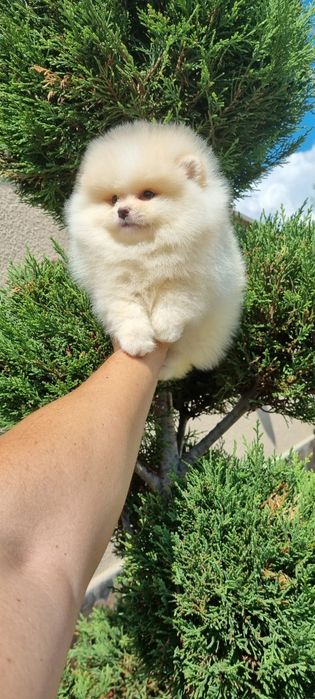 Померанче  померан