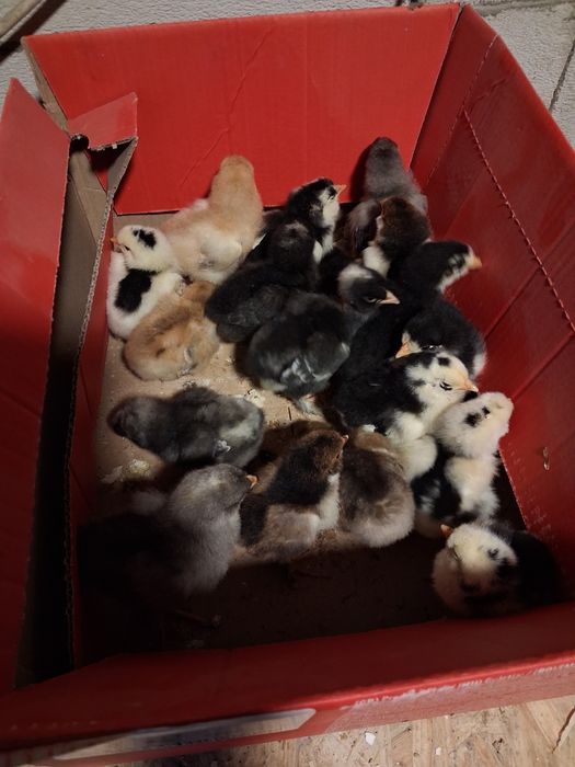 Vand pui printre ei sunt si moțați