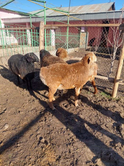 Кошкар 3 бас 1 бас тусак