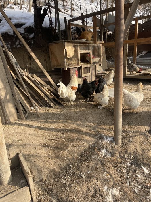 Продам домашних петушков