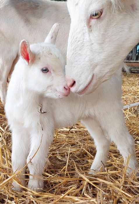 Capre rasă pură sannen