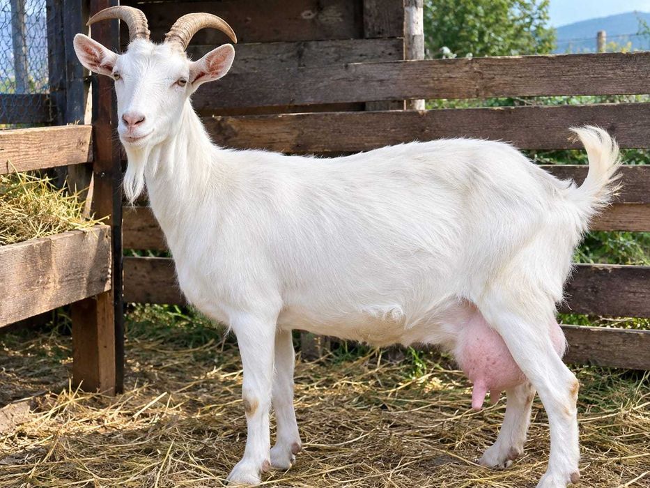 Capră rasă Saanen