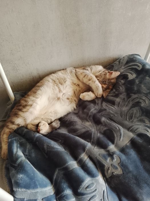 Отдам кошечку в хорошие руки!