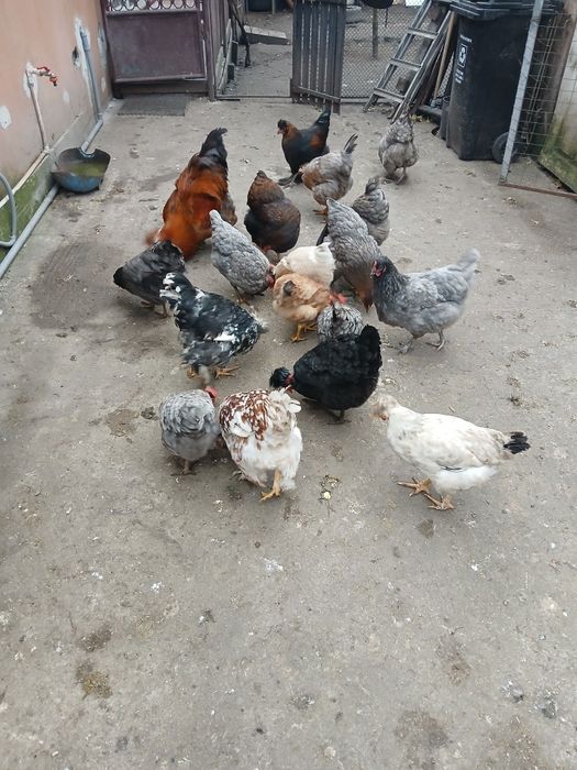 Vand ouă  de incubat