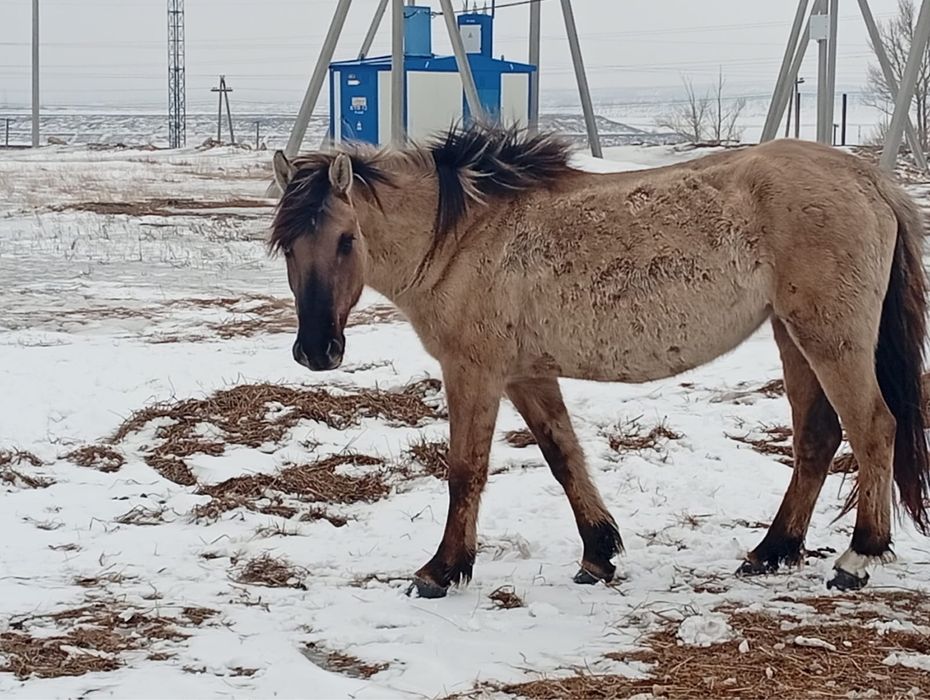Продам Байтал 3 жасар