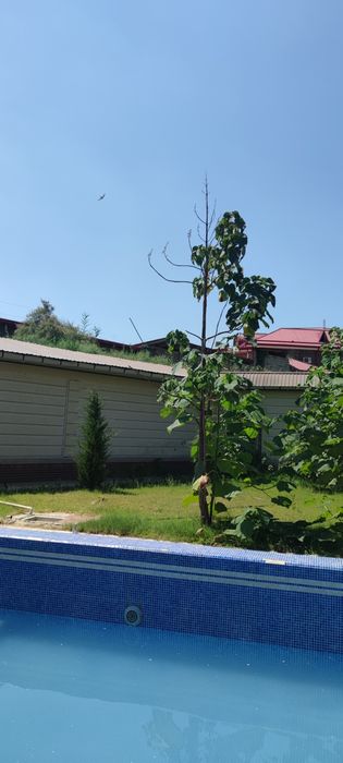 Дача . Ташкентская область. Ку́ксарой.