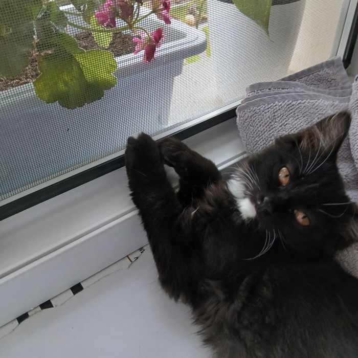 Отдаём бесплатно кошечку