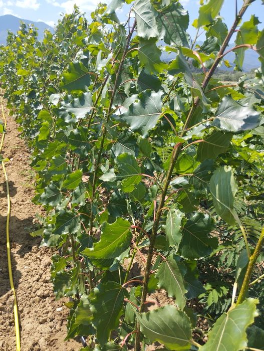 Фиданки от топола