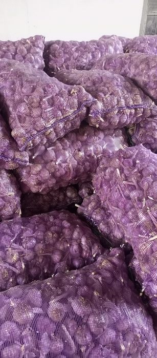 Продам чеснок местный ,свой