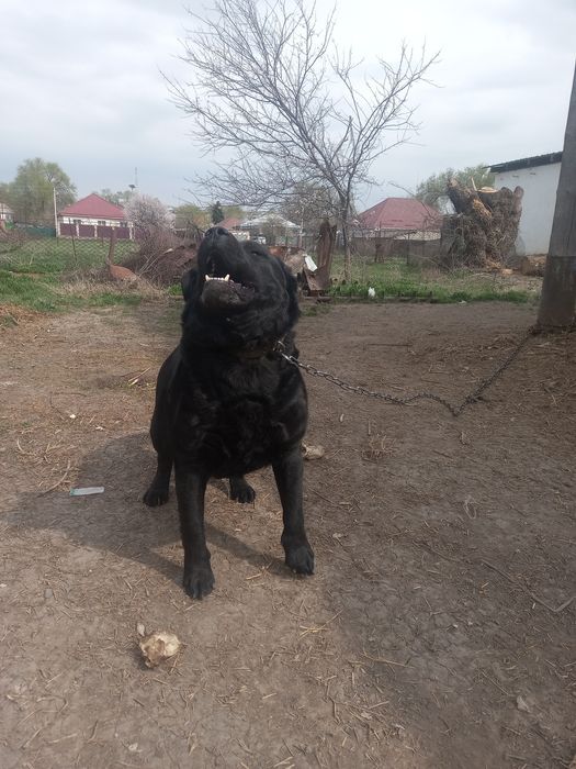 Продам Лабрадора