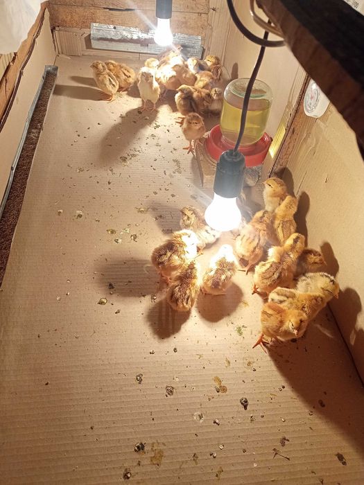 Цыплята Хан-Хяп и молодки разных пород