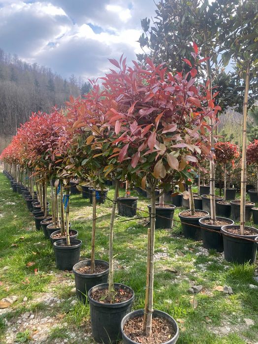 Plante Ornamentale pentru Case si Vile