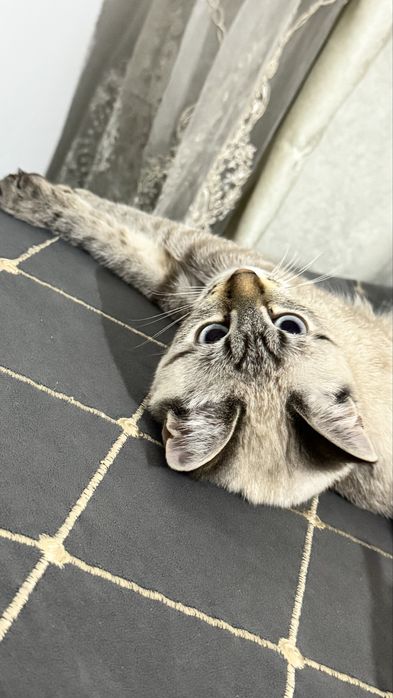 Отдам  в хорошие руки