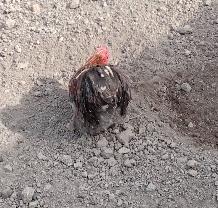 Кролик и петух декоративные