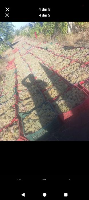 Struguri de vin alb roșu demisec