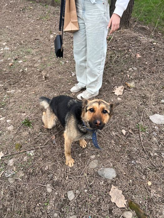 Верный друг ищет дом