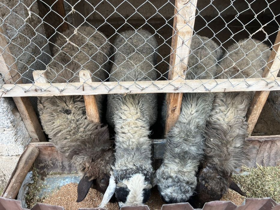 Семіз қошқарлар сатылады!