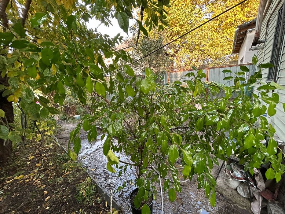 Фикус Бенжамина,район Саяхата