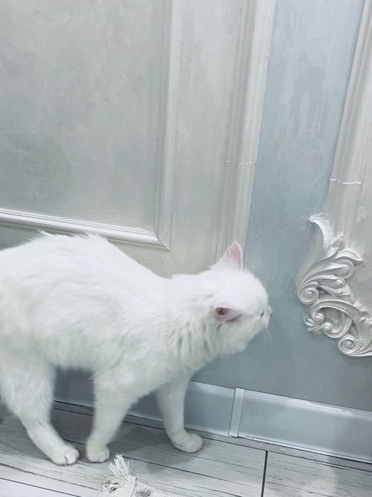 мысық берем бесплатно