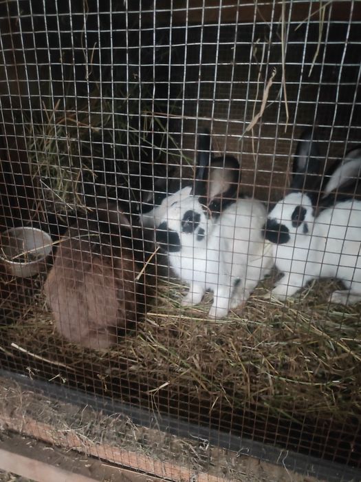 Iepuri Uriaș Pestriț German