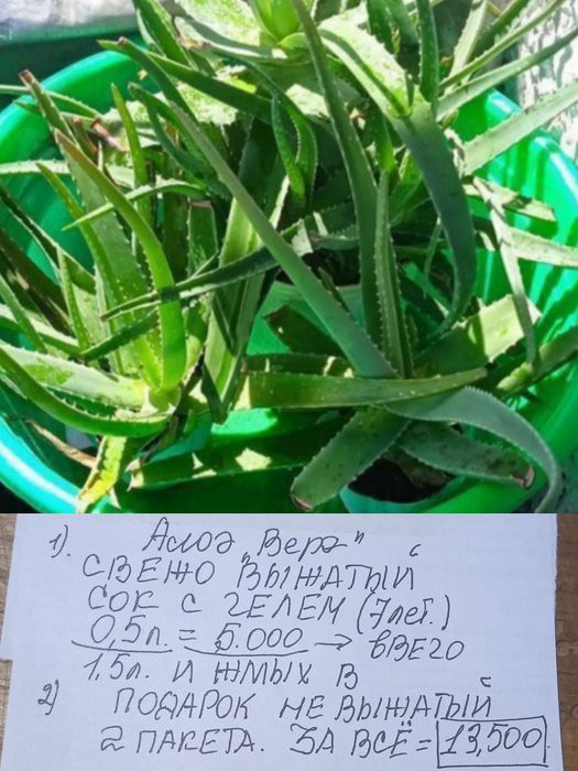 Лекарственные растения