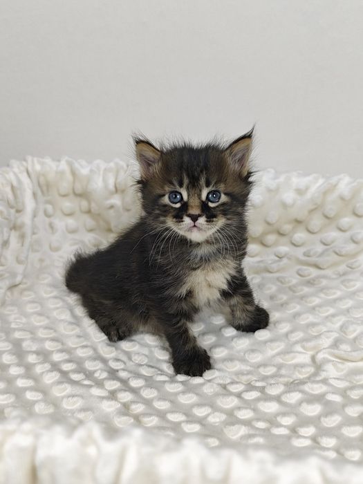 Котик курильский бобтейл