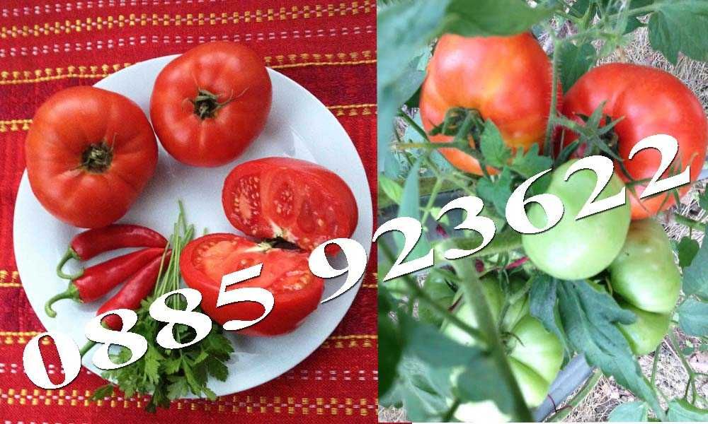 100+ Био Семена Селски Сортове Домат Краставици Тютюн Люти Чушки +ДАР