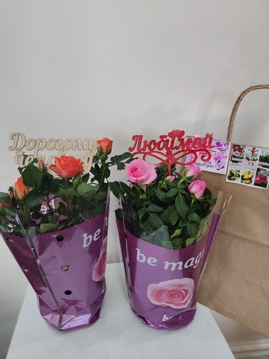 Комнатные цветы в горшочках