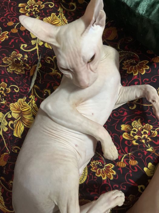 Канадский сфинкс