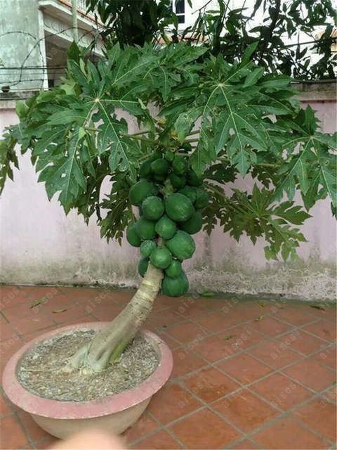 Banan papaya ko'chatlar sotiladi
