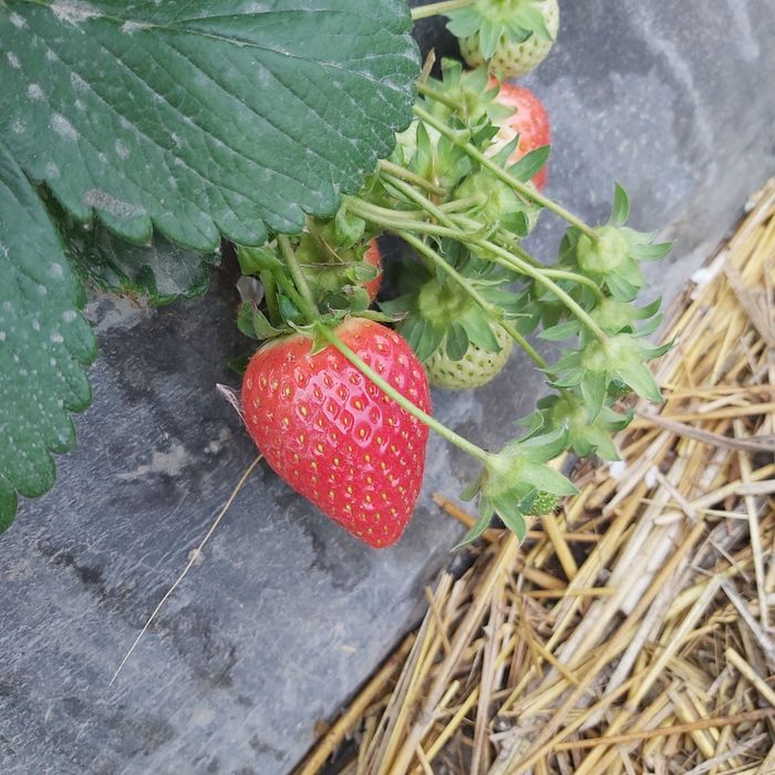 Клубник Корейский солхян