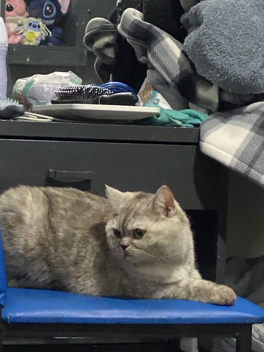 Срочно отдам кошечку в добрые руки