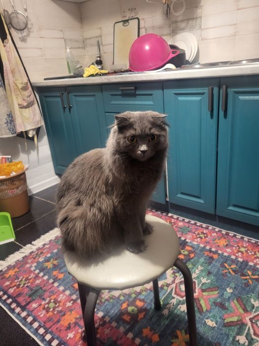 Кошка в хорошые руки