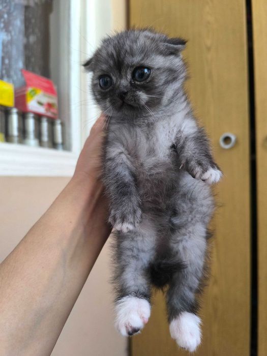 Котята вислоухие  мальчик и девочка