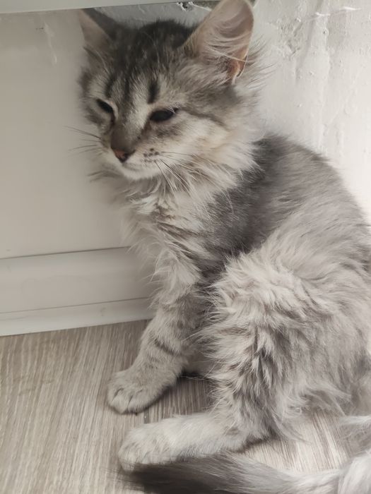 Срочно. Отдам даром котенка