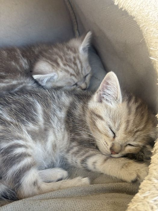 котята пародисти
