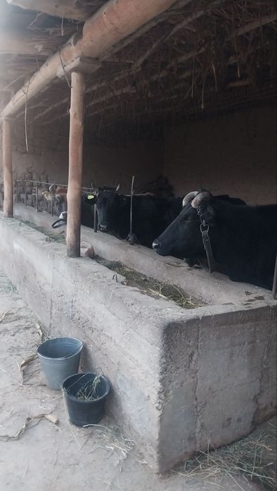Zottor sigirlar sut yo'nalishida sotiladi