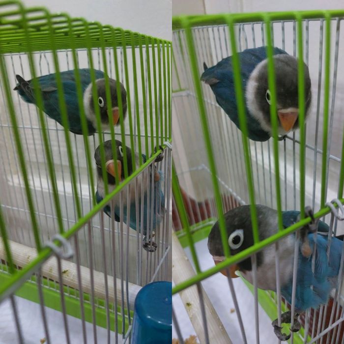 Тути кушлар Маска