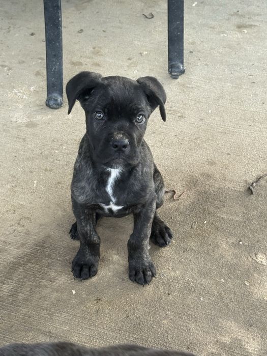 Сиви тигрови канекорсо кутрета