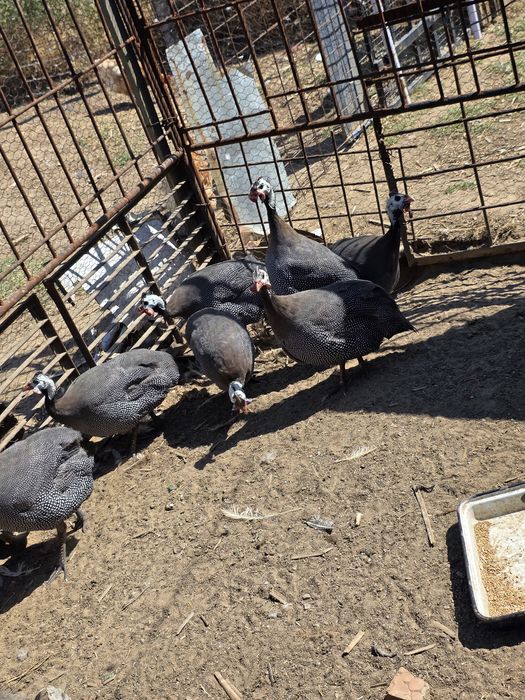 Vând păsări de curte