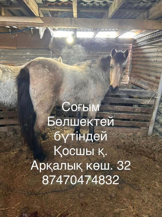 Байтал согым косшы