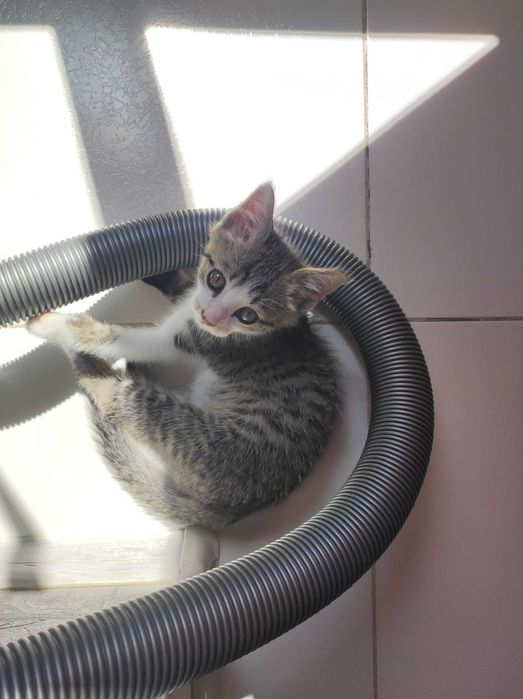 Котёнок в добрые руки 3 месяца